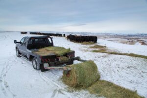 DewEze bale bed unrolling hay