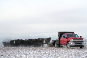 Cattle Chronicles: Preparing Your DewEze Bale Bed for the Upcoming Winter